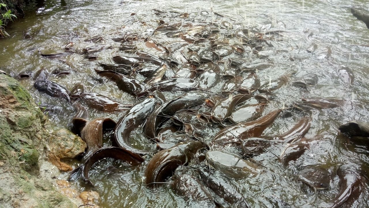 Buxa Pokhari Catfish