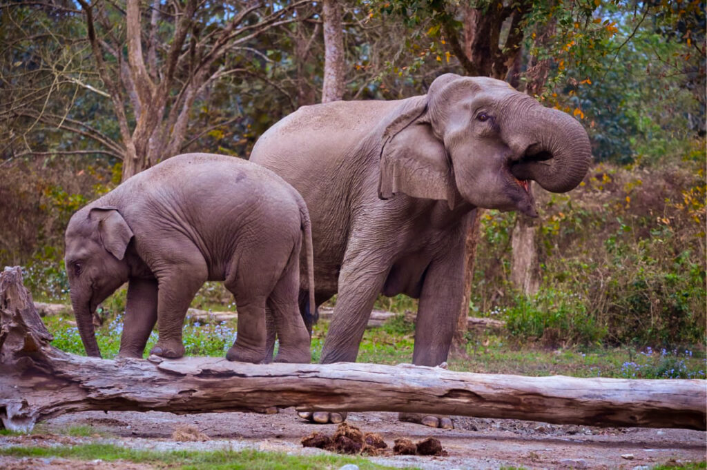 Buxa Elephant